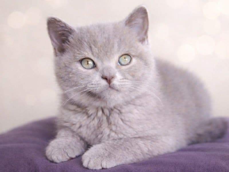 Alice - British Shorthair | Petmeetly