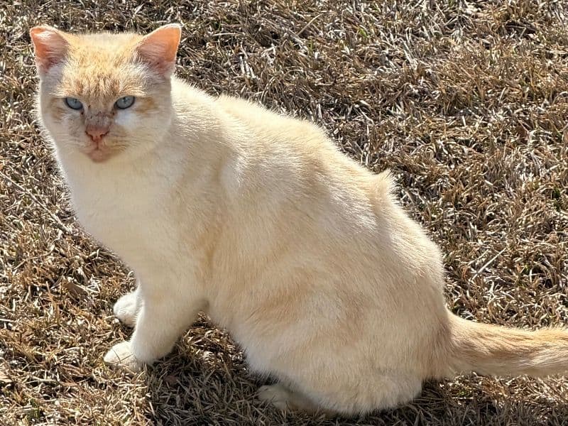 Flame Point Siamese 8 years old male named Lance for adoption in McDuffie County, Georgia | Petmeetly