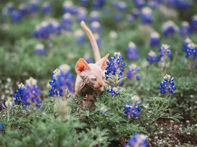 Devon Rex 2 years old female named Ice-t for sale in Adams County, Colorado | Petmeetly