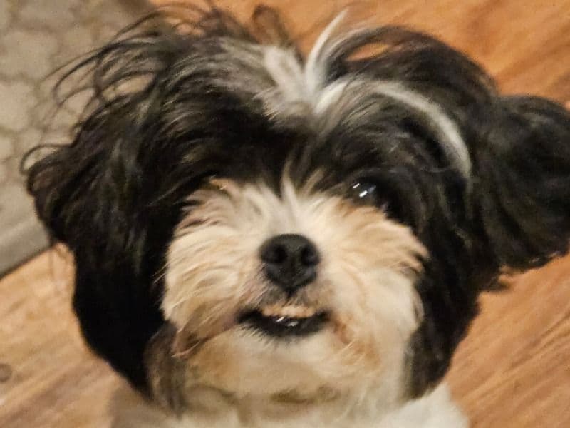 Shazzy primary photo