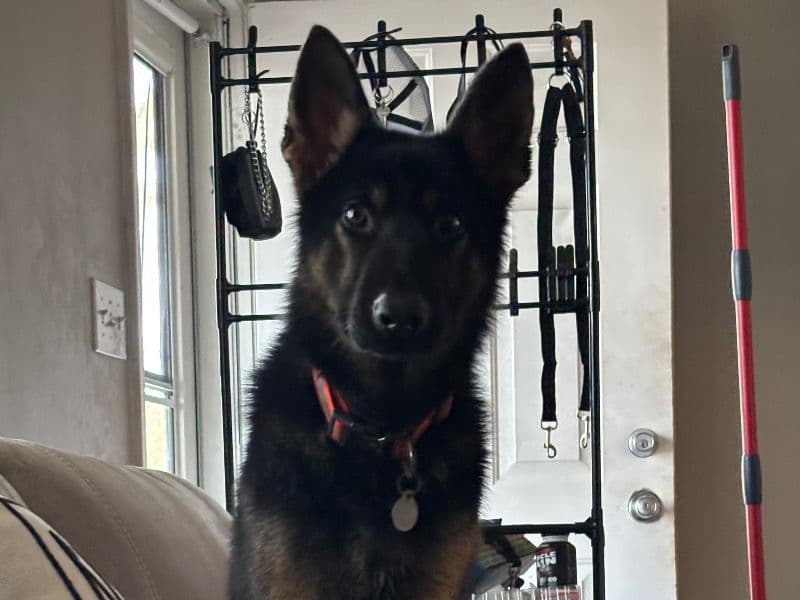 German Shepherd 1 year 8 months old male large named Archer for breeding in Marion County, Indiana | Petmeetly