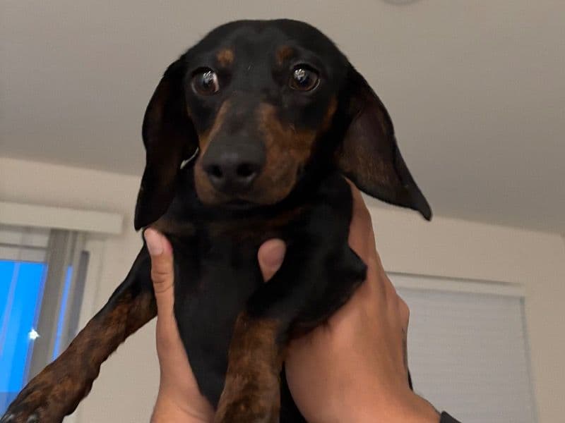 Miniature Dachshund 1 year 5 months old female medium named Stormi for breeding in San Bernardino County, California | Petmeetly
