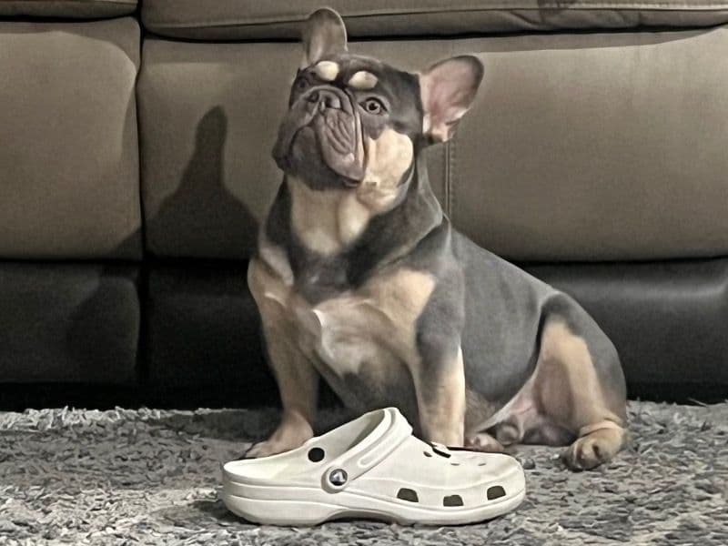French Bulldog 2 years 6 months old male medium named Yogi for breeding in Dallas County, Texas | Petmeetly