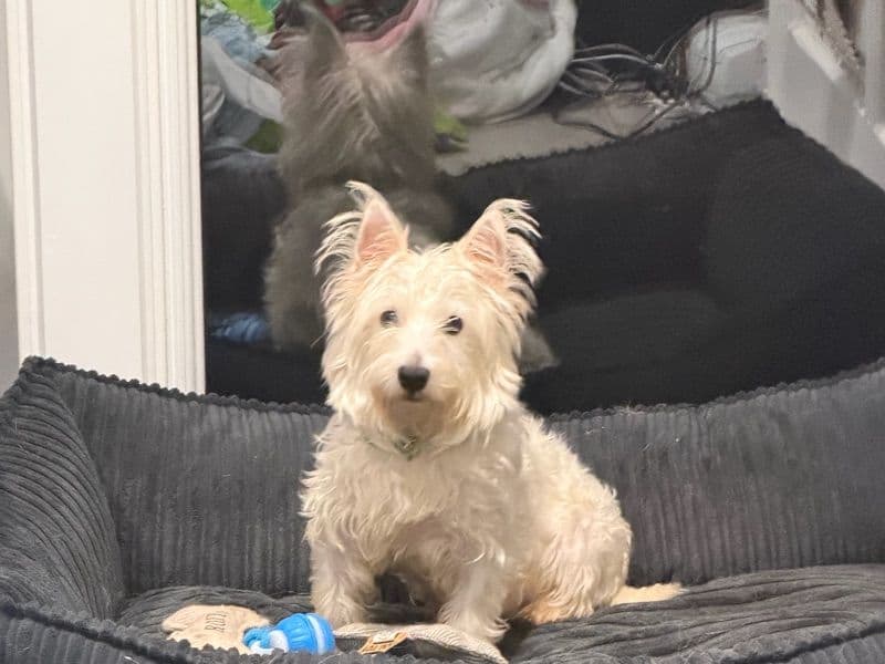 West Highland White Terrier 2 years old female small named Pip for breeding in Essex, England | Petmeetly