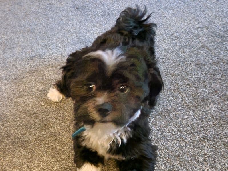 Maltese Shih Tzu 1 year old male small named Buddy for breeding in Nottinghamshire, England | Petmeetly