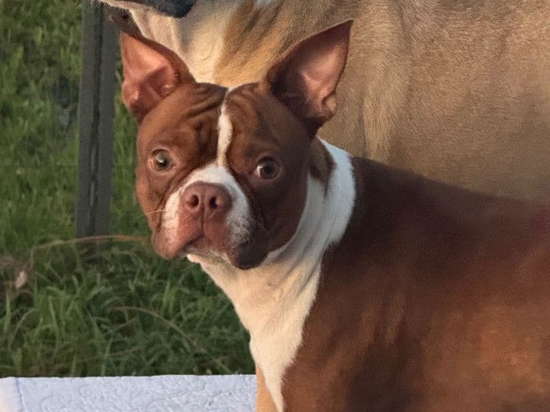 Boston Terrier 2 years 4 months old male small named Barthalomew for breeding in St. Johns County, Florida | Petmeetly