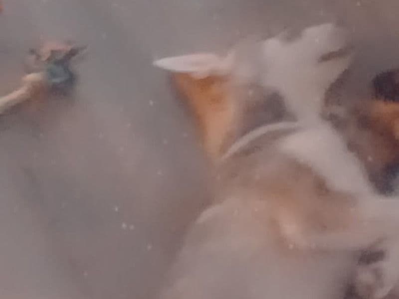 Shepsky 1 year 2 months old male medium named Shilo for breeding in Hamilton County, Ohio | Petmeetly