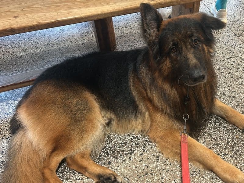 German Shepherd 5 years old male large named Blue for breeding in Somerset, England | Petmeetly