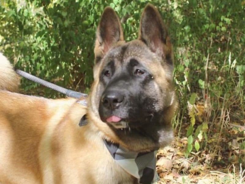 American Akita 3 years 7 months old female extra large named Kiba for breeding in Boone County, Missouri | Petmeetly