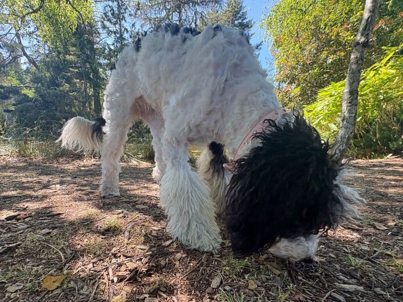 Stella primary photo