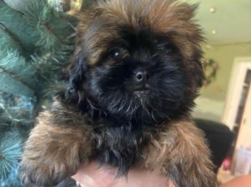 Maltese Shih Tzu 1 year 5 months old male small named Ronnie for breeding in Bellingen Shire Council, New South Wales | Petmeetly