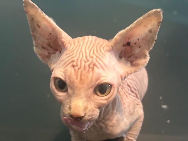 Sphynx 3 months old female named White Female for sale in Onslow County, North Carolina | Petmeetly