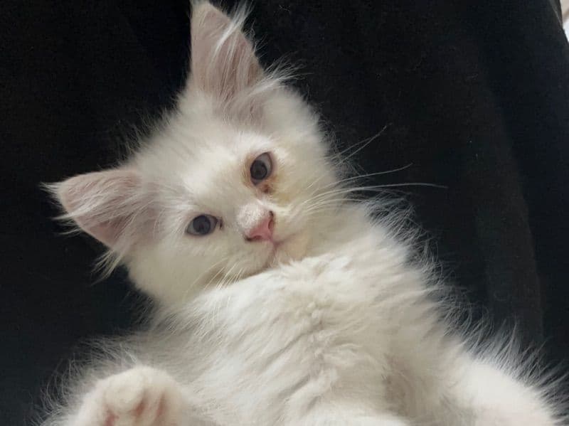 Persian 7 months old female named Chi Chi for breeding in Delhi Division, Delhi | Petmeetly