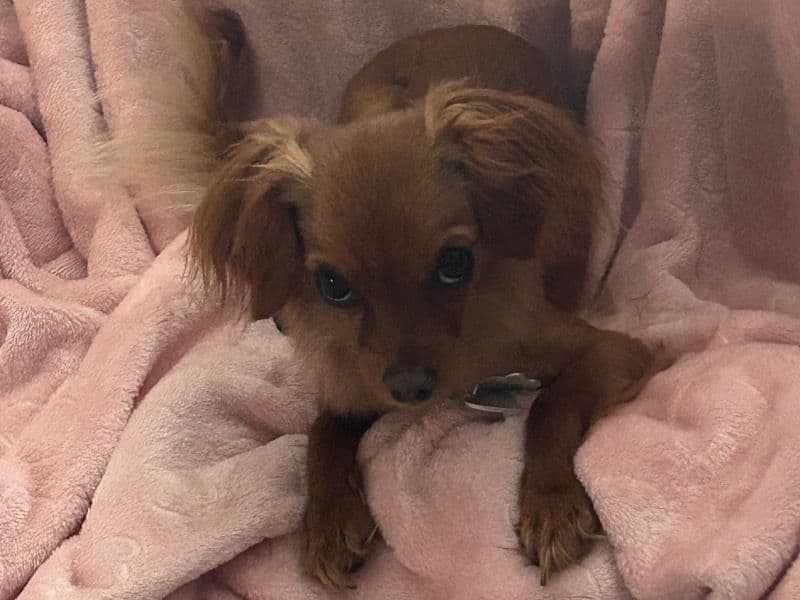 Cavapoo (Cavadoodle) 2 years 6 months old female small named Lulu for breeding in Edmonton, Alberta | Petmeetly