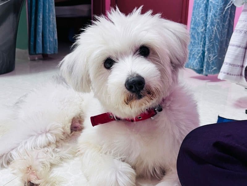 Lhasa Apso 4 years 5 months old male medium named Rocky for breeding in Bangalore Division, Karnataka | Petmeetly
