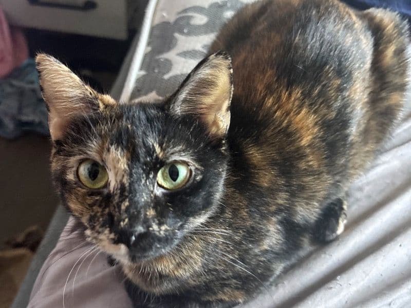 Calico 2 years 4 months old female named Coral for adoption in Essex County, New Jersey | Petmeetly