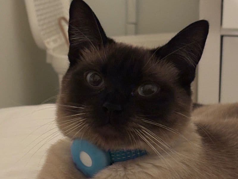 Applehead Siamese 1 year 1 month old female named Pip for breeding in Essex County, Ontario | Petmeetly