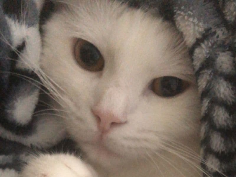 Amoora primary photo