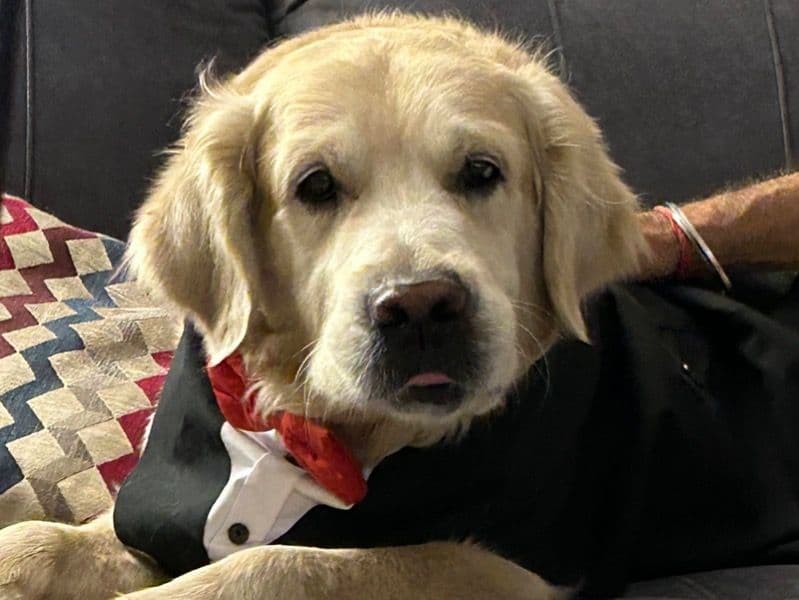 English Golden Retriever 7 years 9 months old male large named Messi for breeding in Bangalore Division, Karnataka | Petmeetly