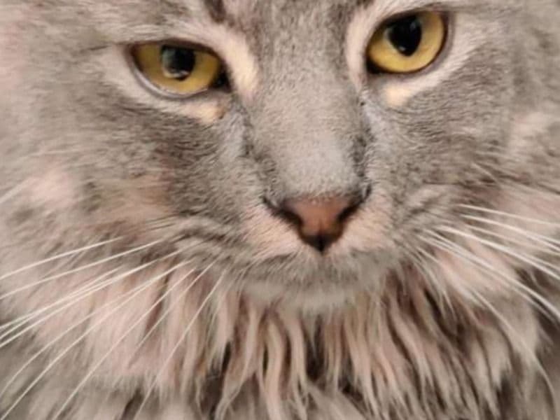 American Longhair 4 years old female named Purrdy for adoption in Bernalillo County, New Mexico | Petmeetly