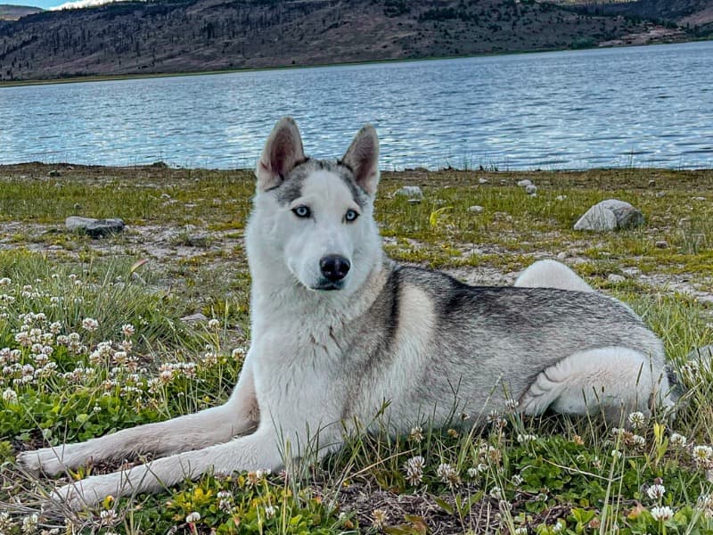 Siberian Husky 5 years old female medium named Nala for breeding in Clark County, Nevada | Petmeetly