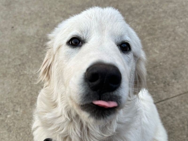 Great Pyrenees 1 year old female large named Porshe for breeding in Woodbine, Kentucky | Petmeetly