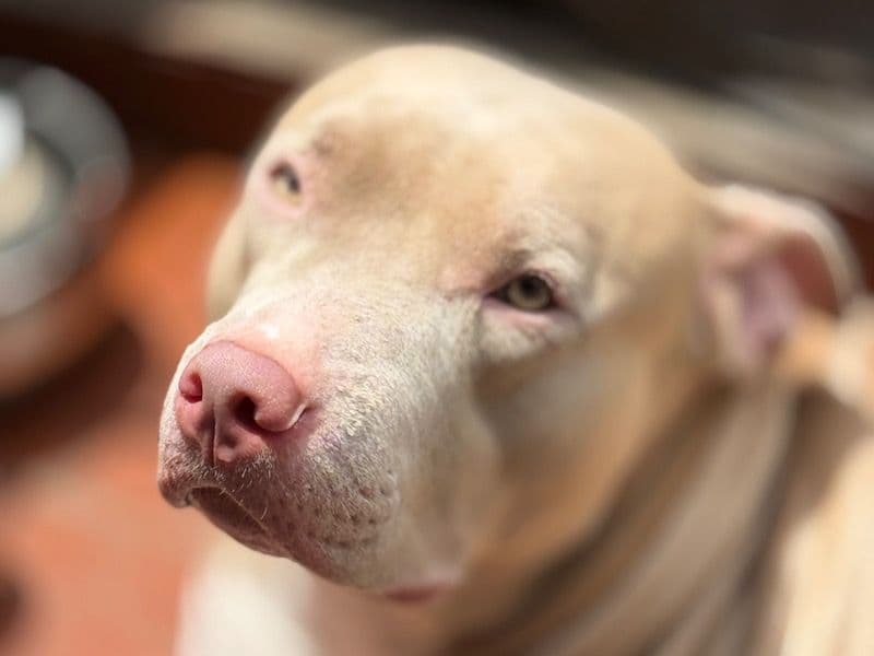 American PitBull Terrier 3 years 10 months old female medium named Aarya for breeding in Chennai, Tamil Nadu | Petmeetly