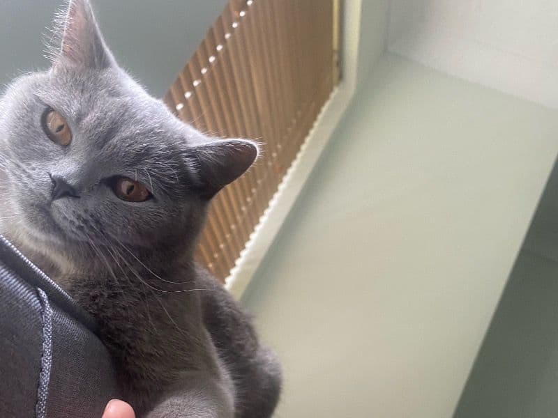 British Shorthair 2 years 8 months old female named Mina for breeding in Poole, England | Petmeetly