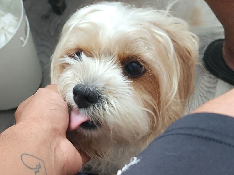 Lhasa Apso 5 years 11 months old male small named Lion for breeding in Polk County, Florida | Petmeetly