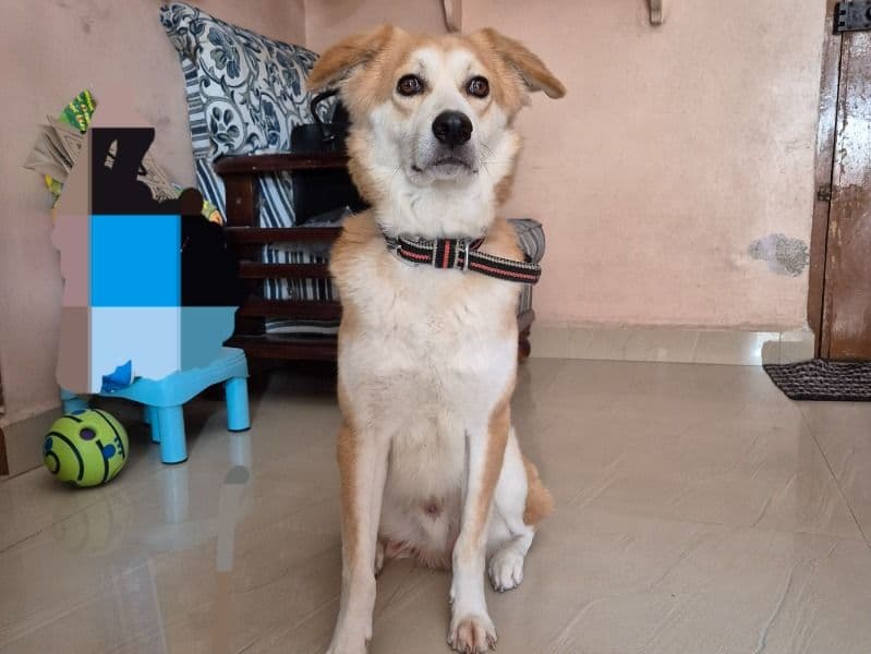 Indian Pariah Dog 4 years 4 months old male medium named Kuku for breeding in Hyderabad, Telangana | Petmeetly