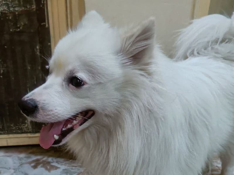 Japanese Spitz 1 year 6 months old male small named Candy for breeding in Delhi Division, Delhi | Petmeetly