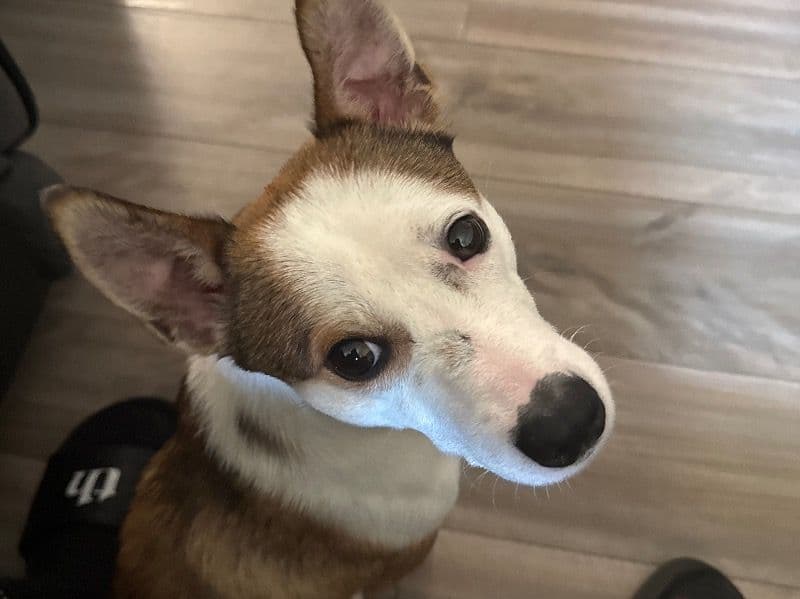 Jack Russell Terrier 1 year 4 months old male medium named Biscuit for breeding in New York County, New York | Petmeetly