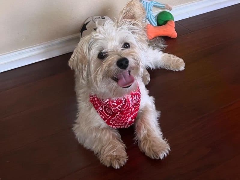 Yorkipoo 3 years 5 months old male small named Ajax for breeding in Williamson County, Texas | Petmeetly