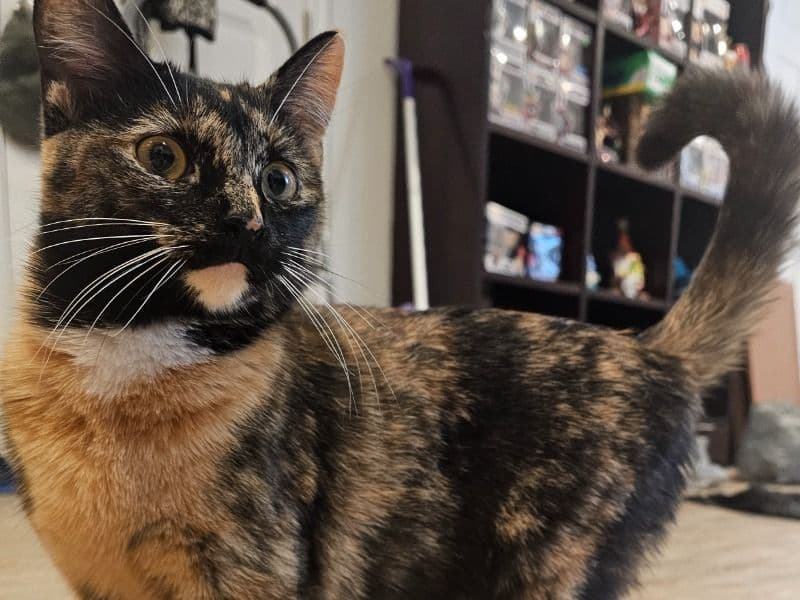 American Shorthair 1 year 5 months old female named Nezuko for adoption in Utah County, Utah | Petmeetly
