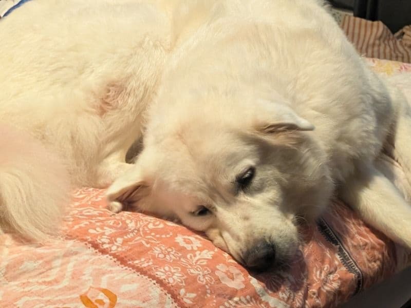 Maremmano-Abruzzese Sheepdog 4 years 1 month old female extra large named Bella for breeding in Logan City, Queensland | Petmeetly