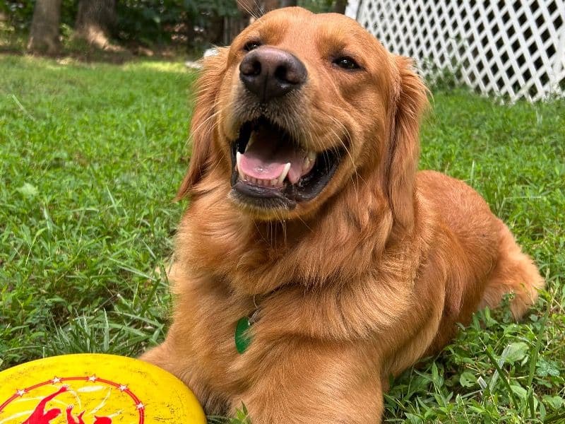 Golden Retriever 2 years 4 months old male large named Cliff for breeding in Jefferson County, West Virginia | Petmeetly