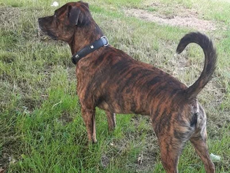 Brindle Pitbull 8 years 8 months old male medium named Kano for breeding in West Midlands, England | Petmeetly
