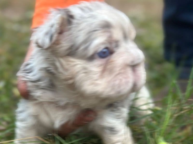 French Bulldog 1 month old female small named Kylie for sale in Highlands County, Florida | Petmeetly