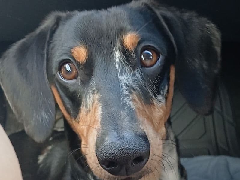 Maverick primary photo