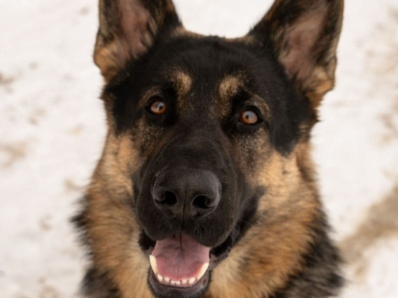 Sirius primary photo