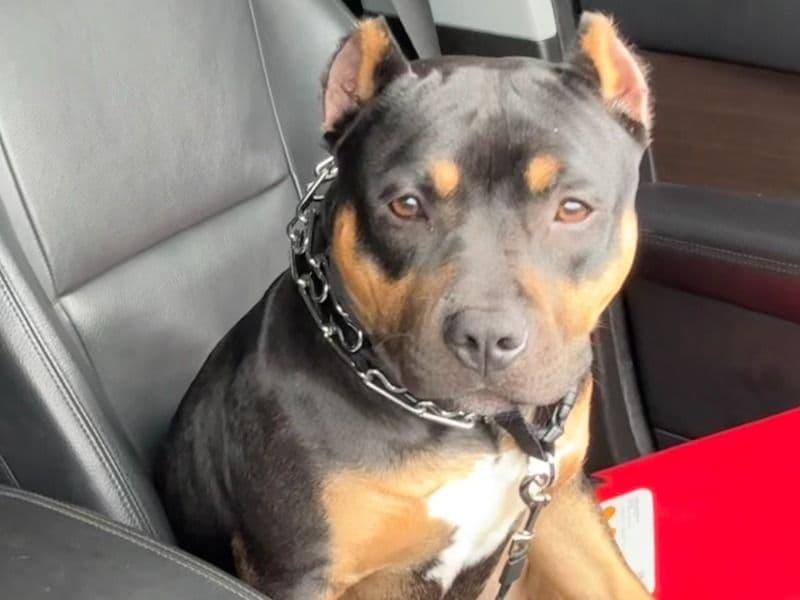 American Bully 2 years 7 months old male medium named Gio for breeding in Washtenaw County, Michigan | Petmeetly