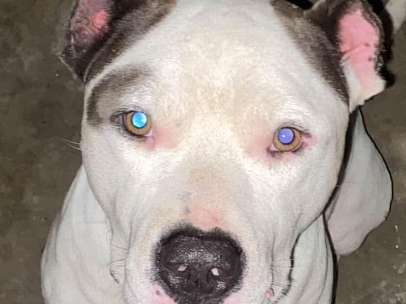 American PitBull Terrier 2 years old male medium named Tyson for breeding in Secunderabad, Telangana | Petmeetly