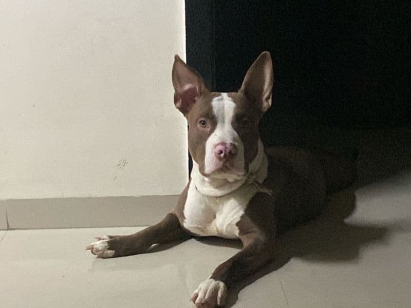 Pit Bull Terrier 2 years 5 months old male medium named Ronnie for breeding in Konkan Division, Maharashtra | Petmeetly