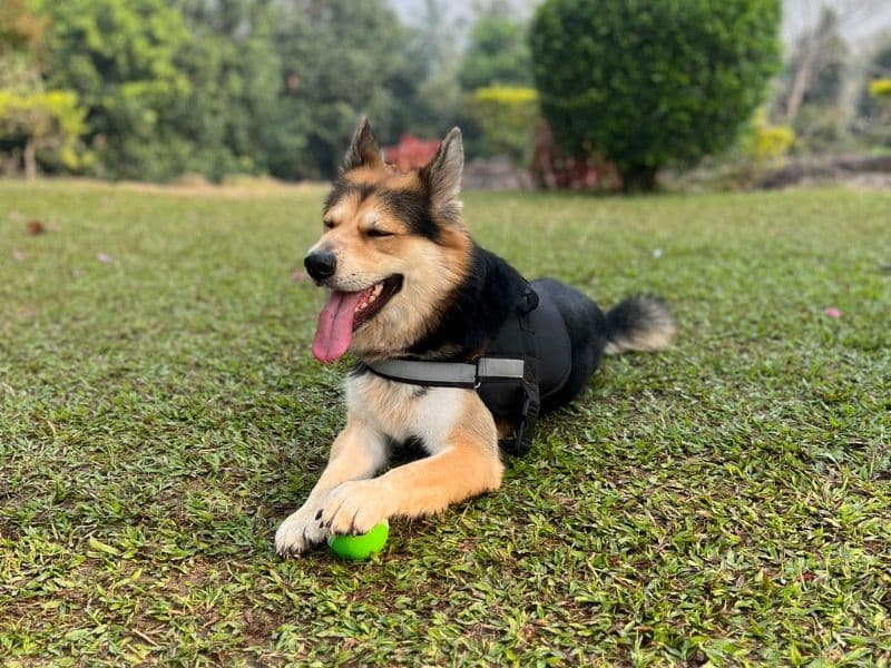 Black German Shepherd 2 years 6 months old male medium named Viru for breeding in Central Division, Odisha | Petmeetly