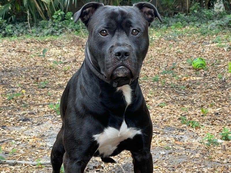 American PitBull Terrier 2 years 7 months old male large named Rocky for breeding in Palm Beach County, Florida | Petmeetly