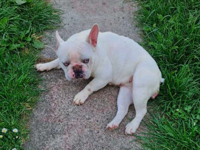 Afador 10 months old male small named Dzile for breeding in Greater London, England | Petmeetly