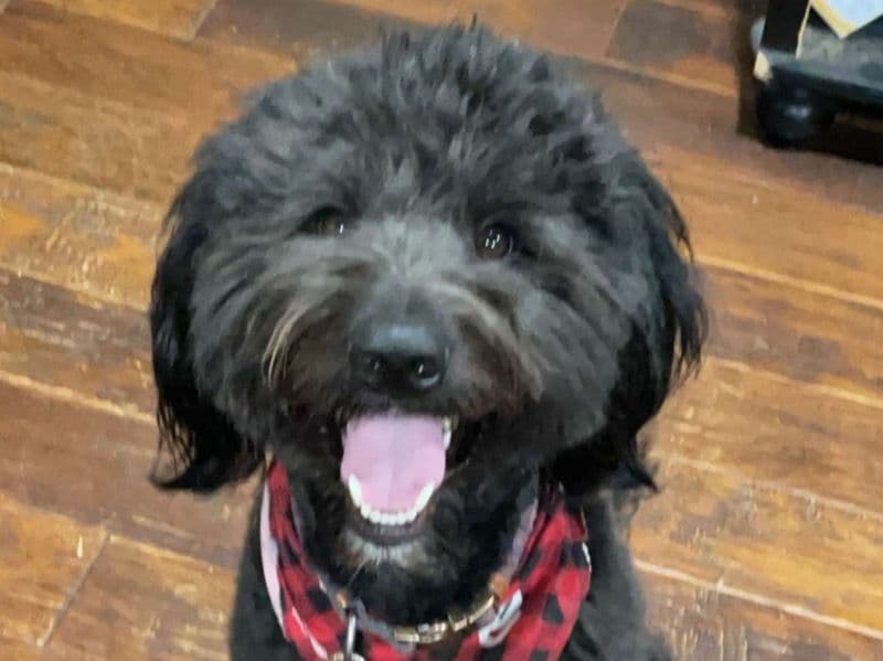 Aussiedoodle 4 years 7 months old male medium named Cooper for breeding in Oklahoma County, Oklahoma | Petmeetly