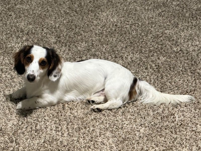 Dachshund 3 years old male small named Whiskey for breeding in Tarrant County, Texas | Petmeetly