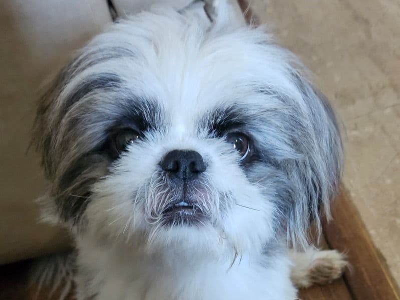 Lhasa Apso 3 years 6 months old male small named Tod for breeding in Meerut Division, Uttar Pradesh | Petmeetly