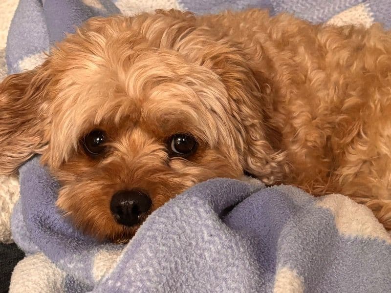 Cavapoo (Cavadoodle) 3 years 8 months old female small named Roo for breeding in Richmond, Virginia | Petmeetly
